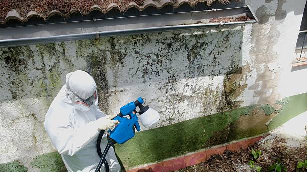 Mold Remediation service in Empire, Empire, MI